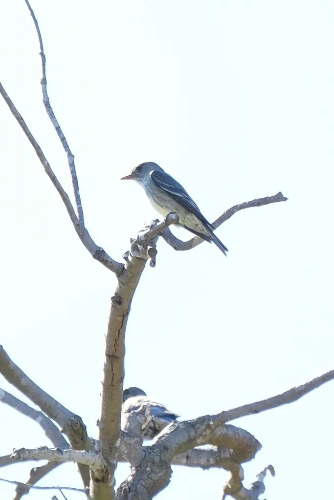 绿胁绿霸鹟(Contopus cooperi)