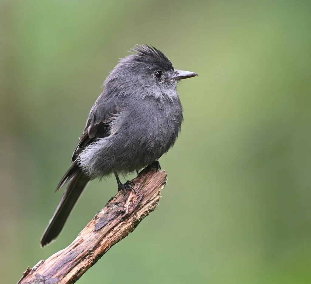 烟色绿霸鹟(Contopus fumigatus)
