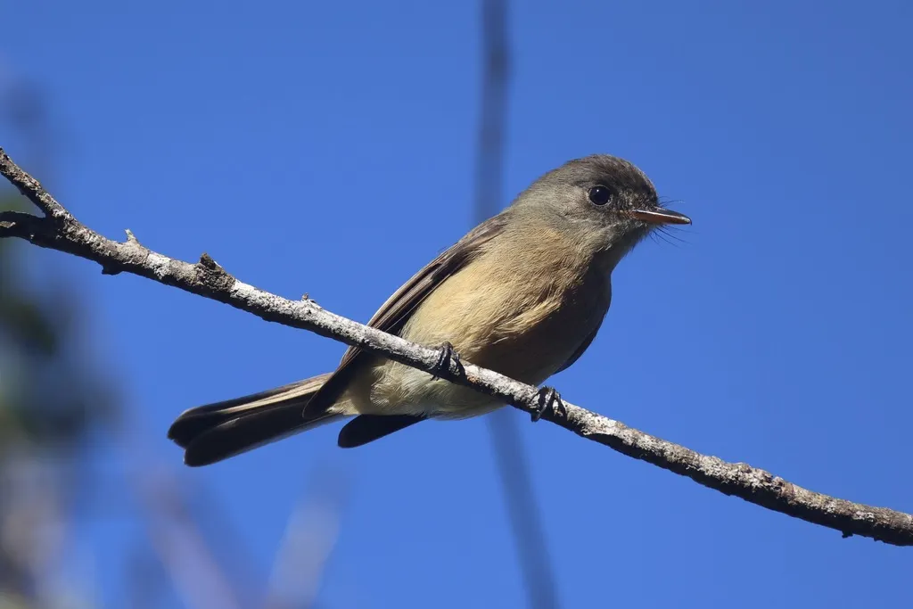 小安岛绿霸鹟（Contopus latirostris）