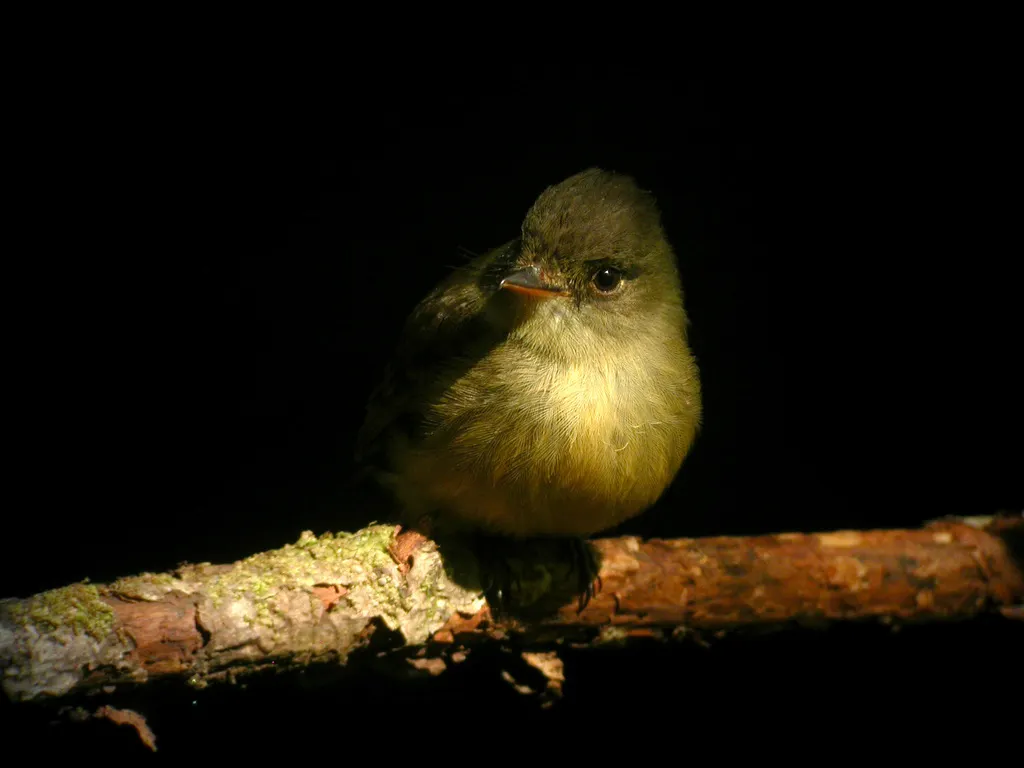 小安岛绿霸鹟（Contopus latirostris）