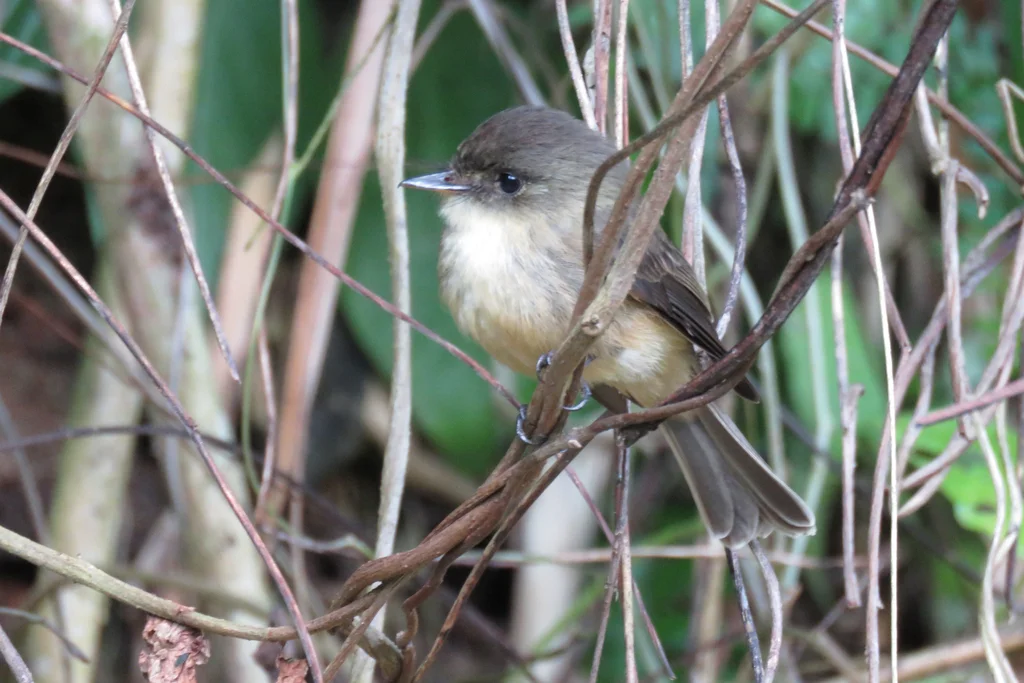 小安岛绿霸鹟（Contopus latirostris）