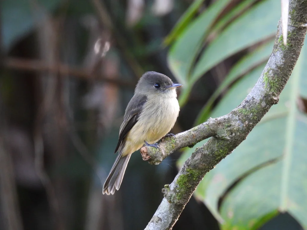 小安岛绿霸鹟（Contopus latirostris）