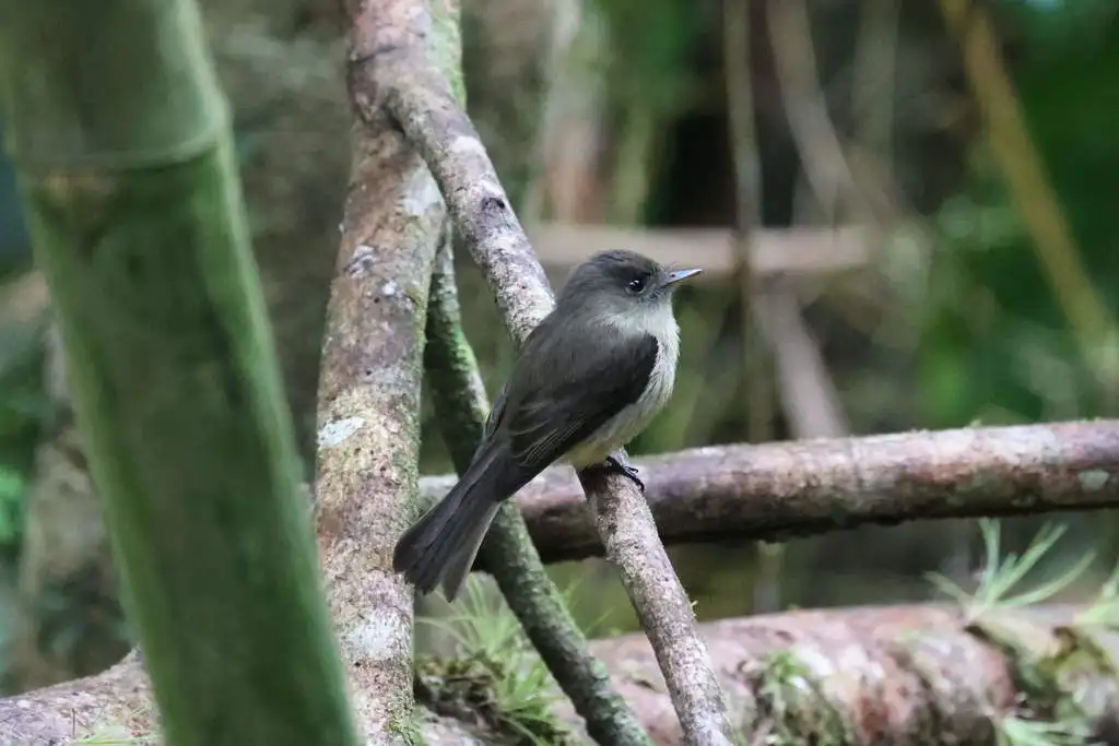 小安岛绿霸鹟（Contopus latirostris）