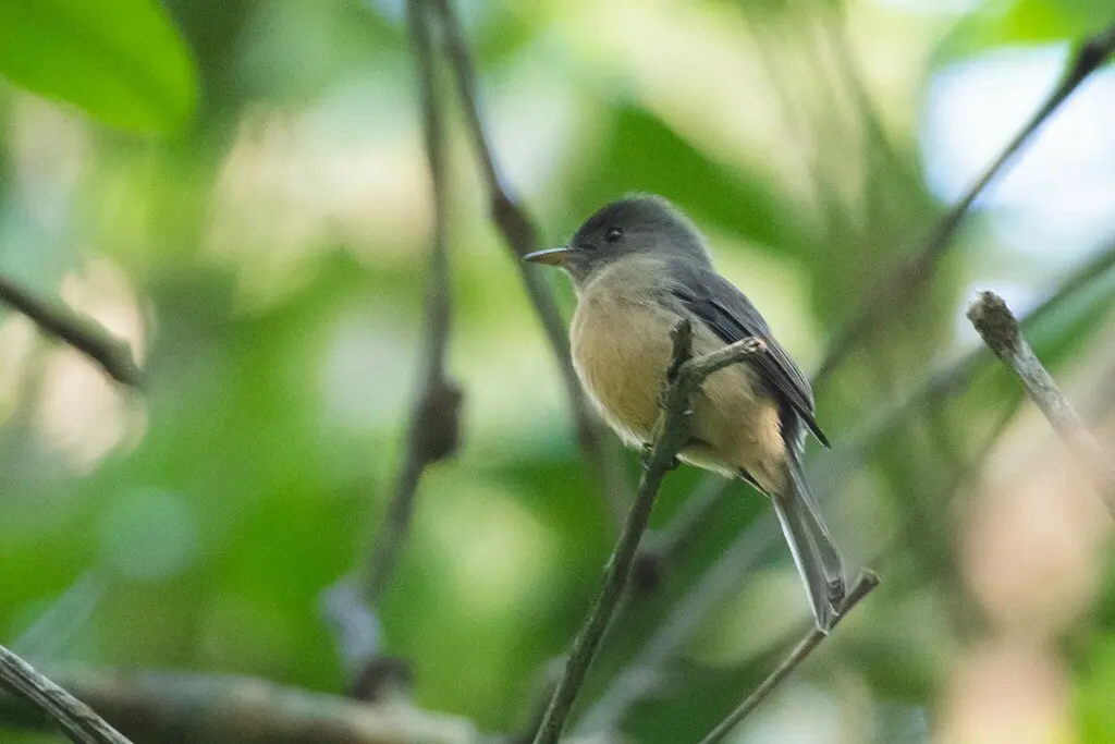 小安岛绿霸鹟（Contopus latirostris）