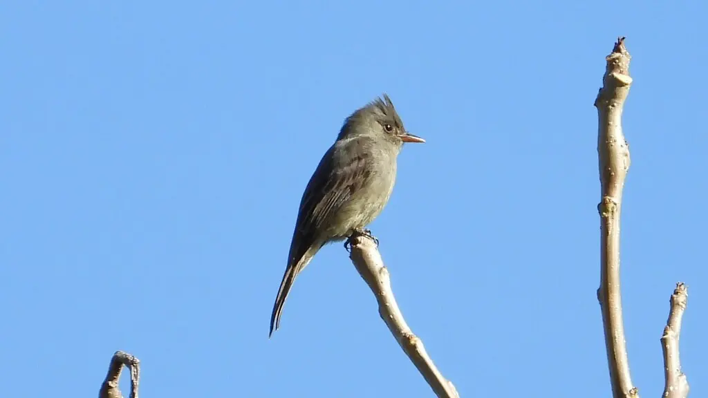 暗绿霸鹟(Contopus lugubris)