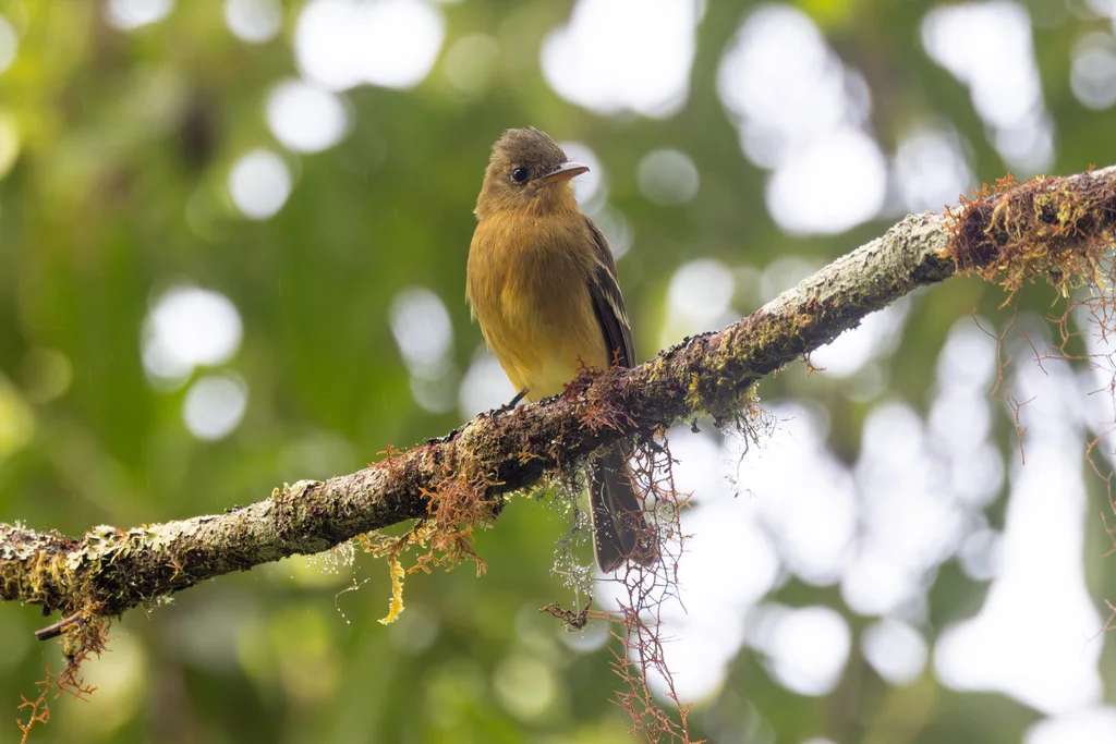 赭色绿霸鹟(Contopus ochraceus)