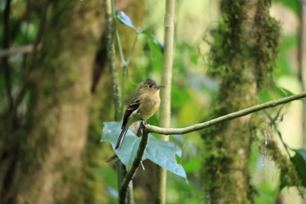 赭色绿霸鹟(Contopus ochraceus)