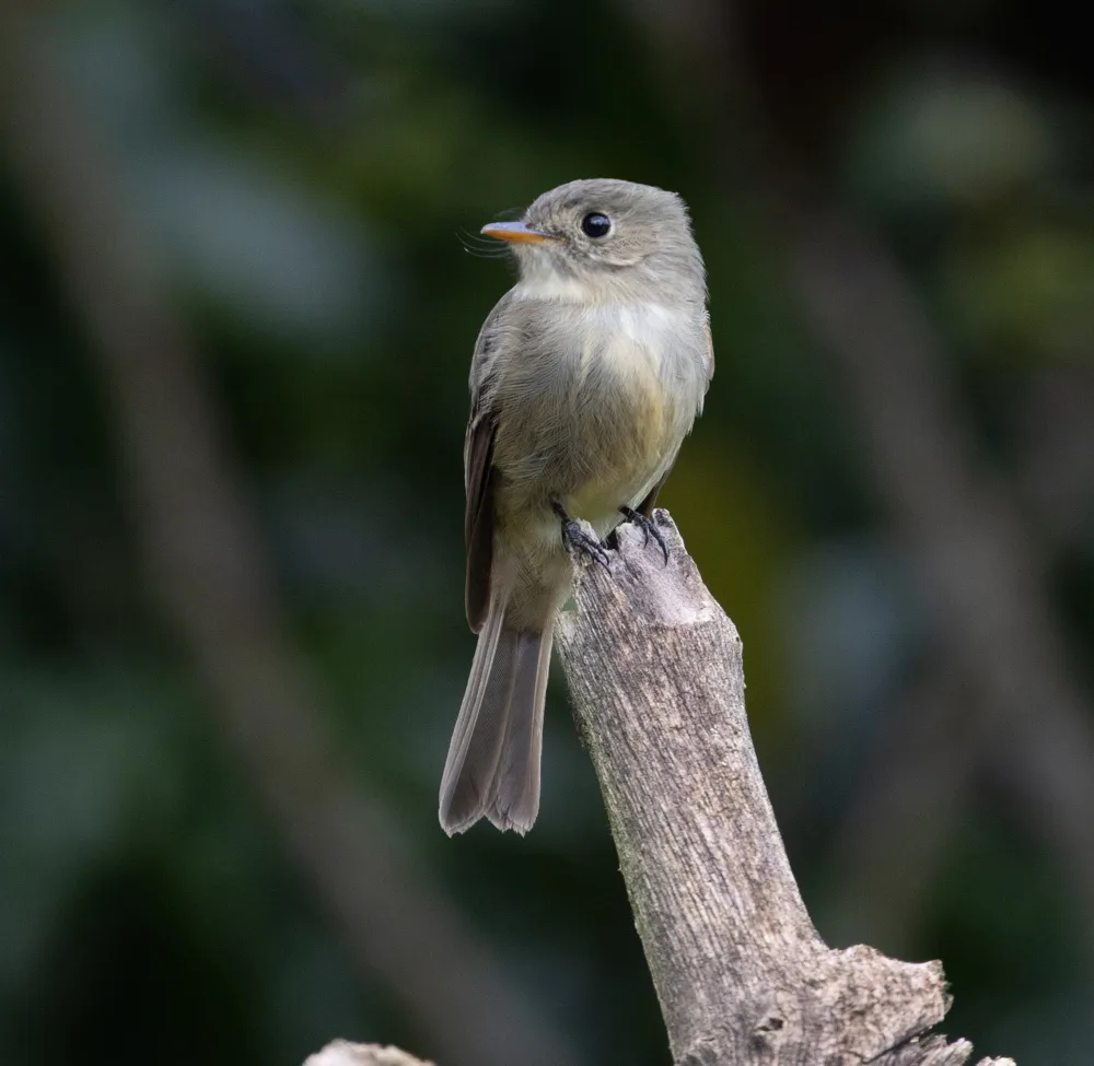 牙买加绿霸鹟(Contopus pallidus)