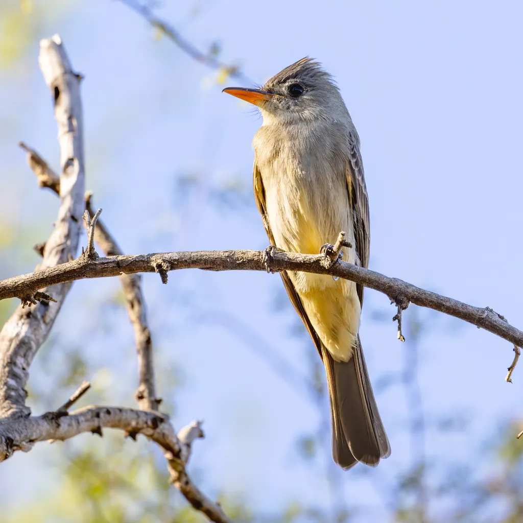 大绿霸鹟(Contopus pertinax)