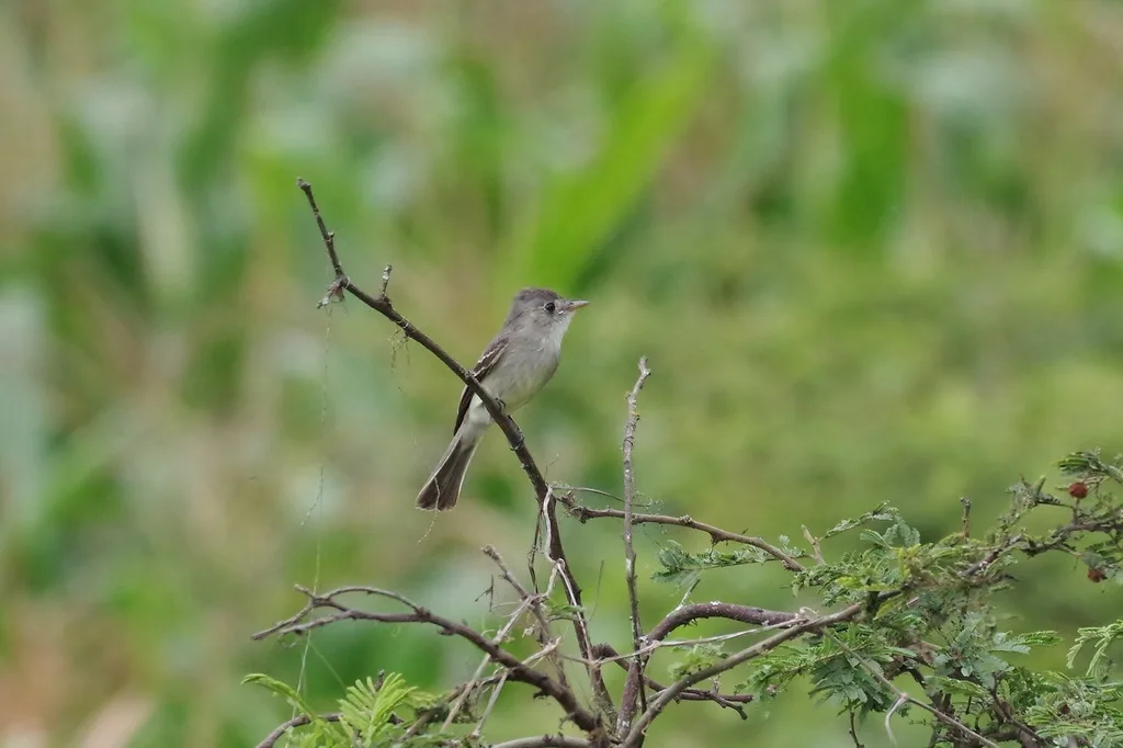 西热带绿霸鹟(Contopus punensis)