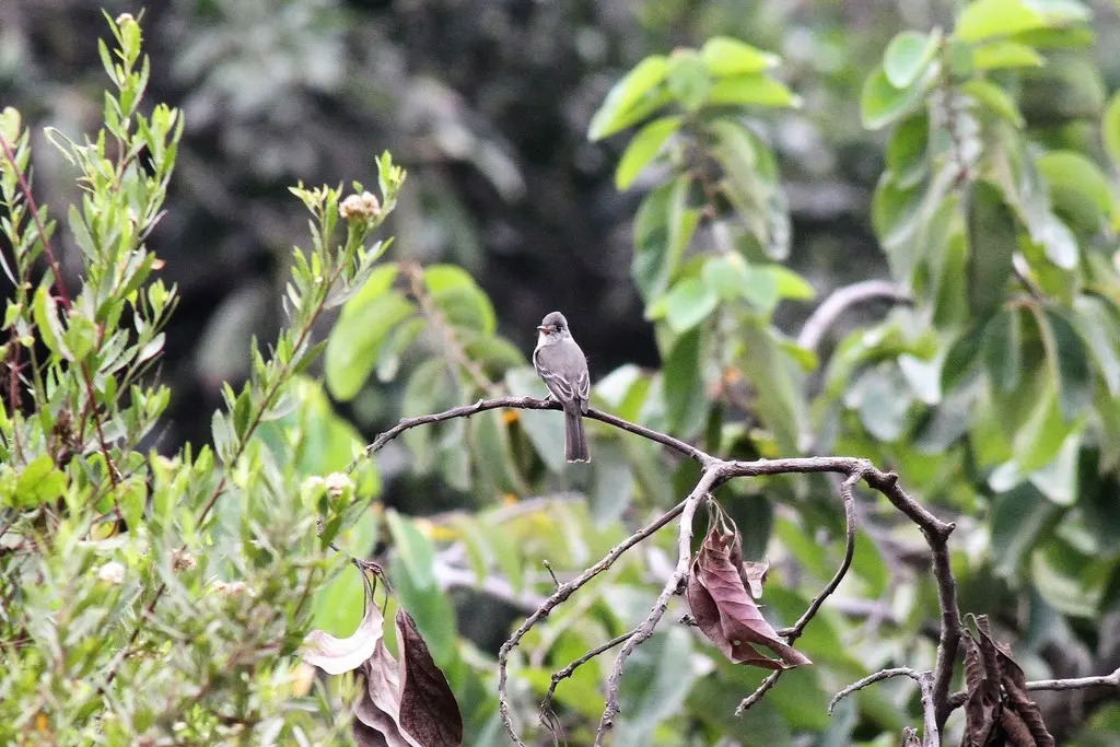 西热带绿霸鹟(Contopus punensis)