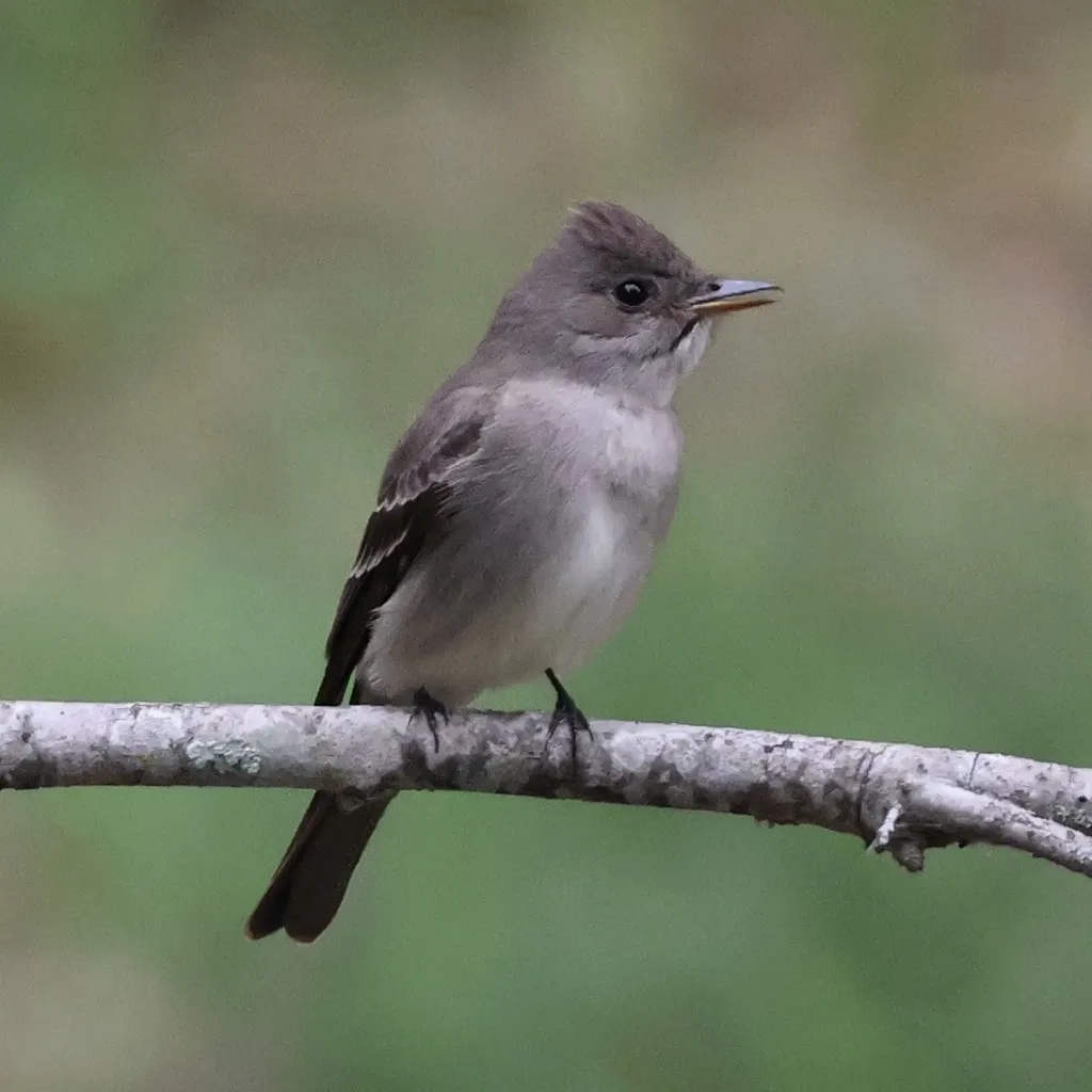 西绿霸鹟(Contopus sordidulus)