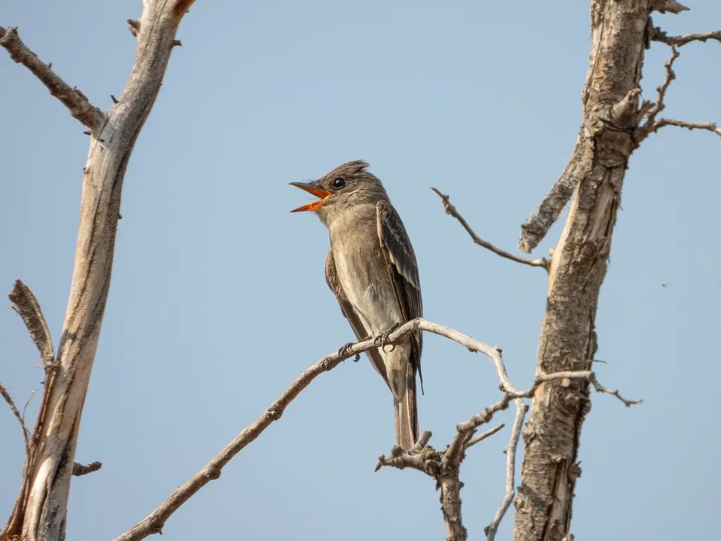 西绿霸鹟(Contopus sordidulus)
