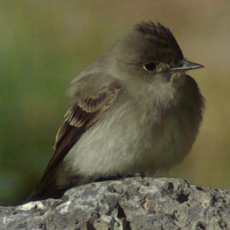 西绿霸鹟(Contopus sordidulus)