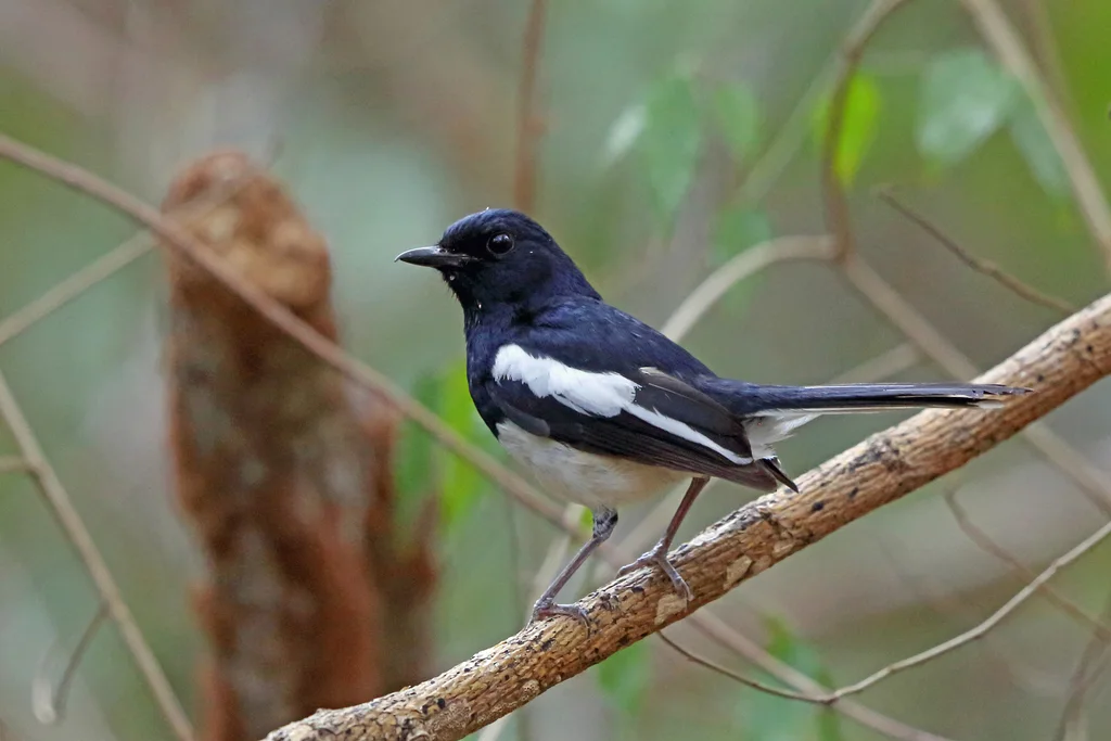 马岛鹊鸲(Copsychus albospecularis)