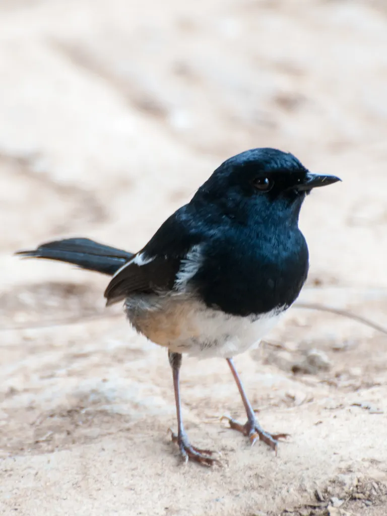 马岛鹊鸲(Copsychus albospecularis)
