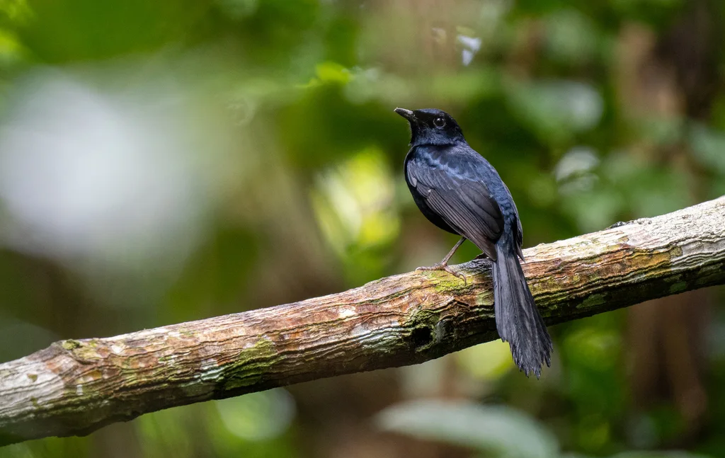 黑鹊鸲(Copsychus cebuensis)