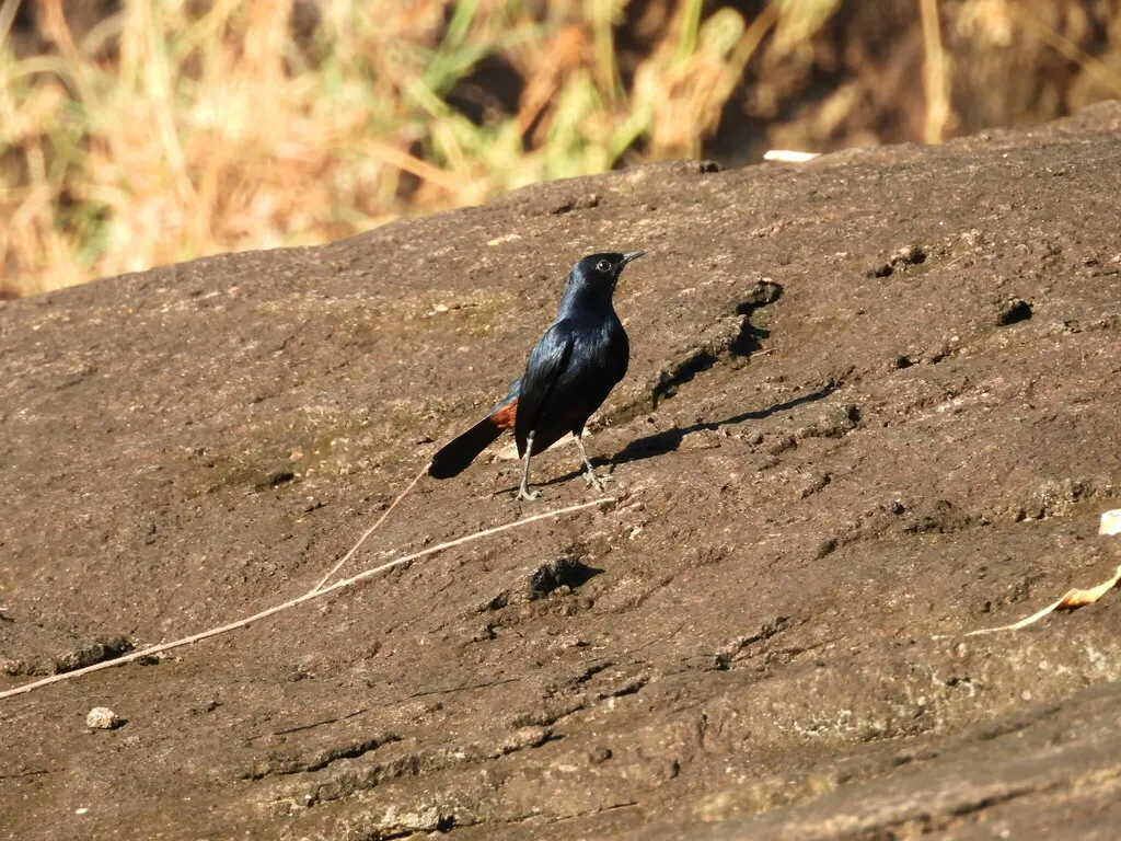 印度鸲(Copsychus fulicatus)