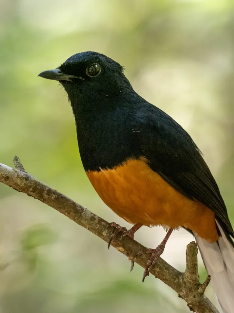 斯里兰卡鹊鸲(Copsychus leggei)
