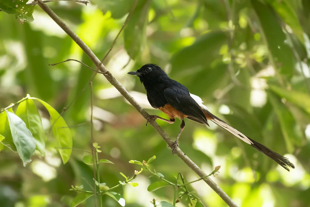 斯里兰卡鹊鸲(Copsychus leggei)