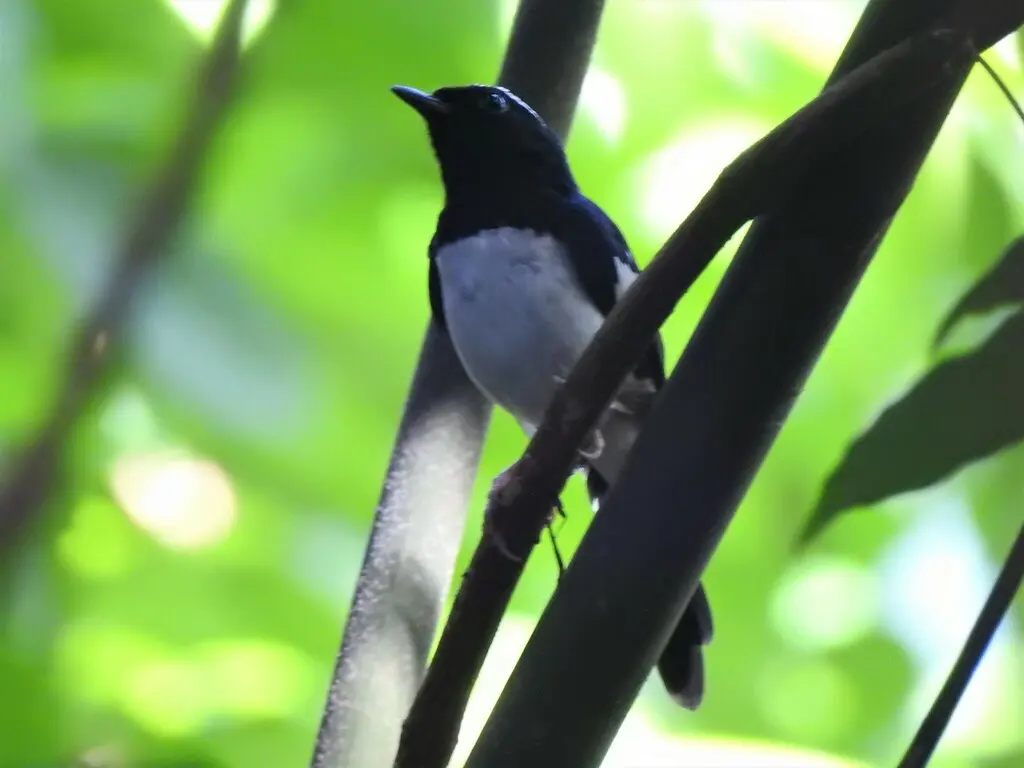 白眉鹊鸲(Copsychus luzoniensis)