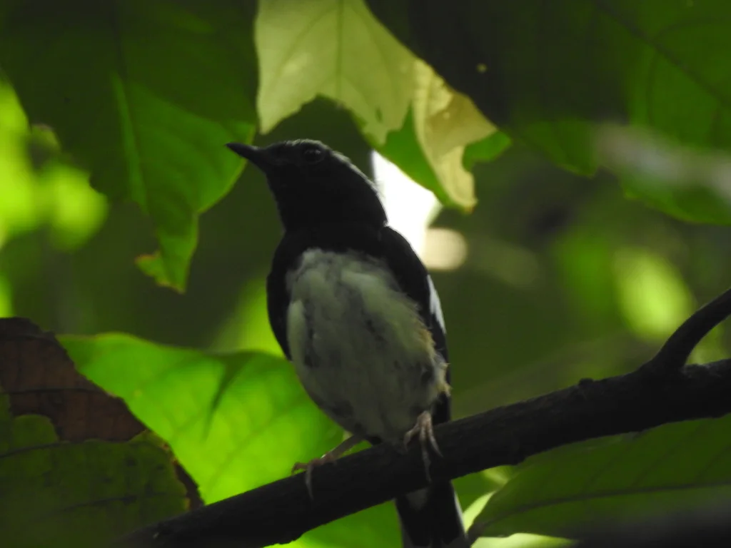 白眉鹊鸲(Copsychus luzoniensis)