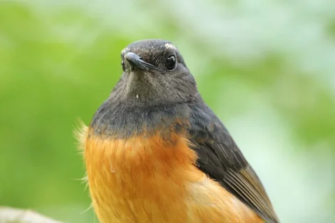 白腰鹊鸲