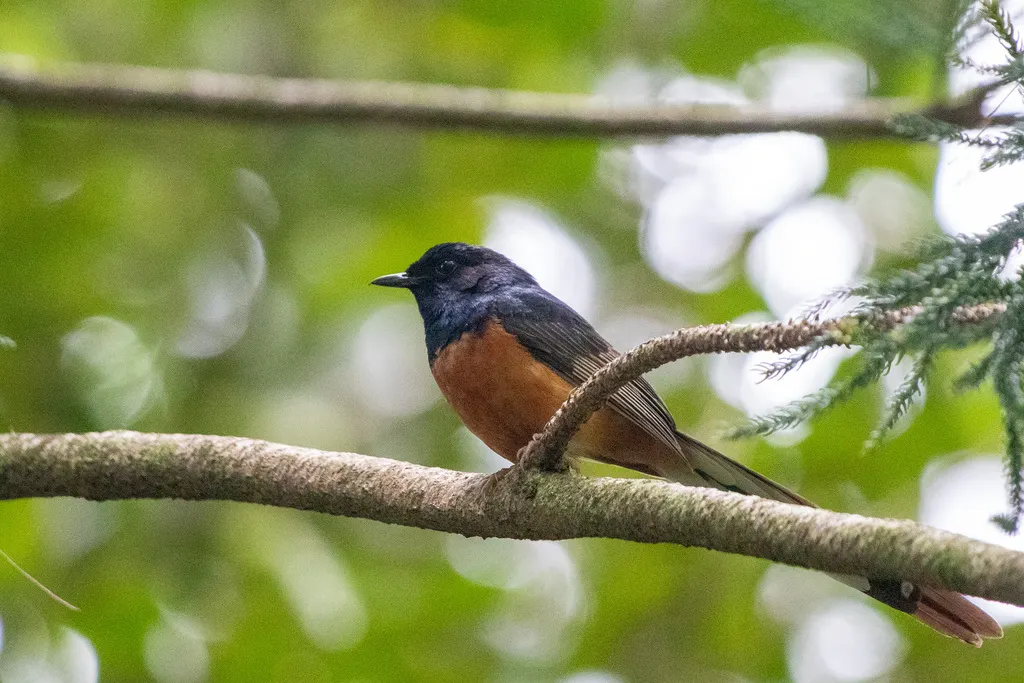 白腰鹊鸲(Copsychus malabaricus)