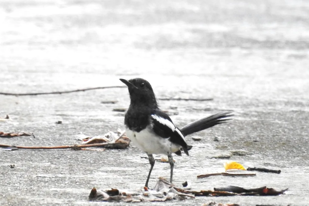 菲律宾鹊鸲(Copsychus mindanensis)