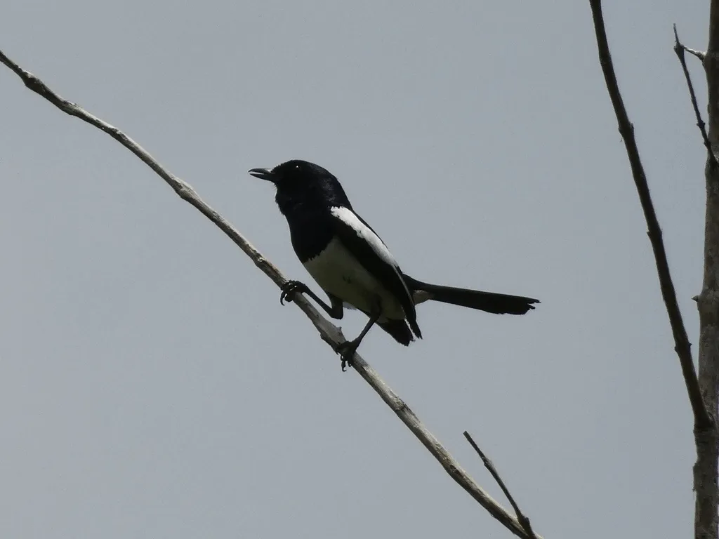 菲律宾鹊鸲(Copsychus mindanensis)
