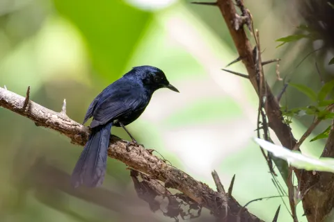 白臀鹊鸲