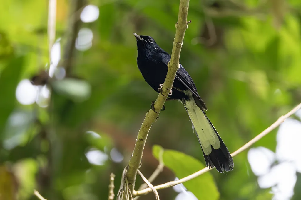 白臀鹊鸲(Copsychus niger)