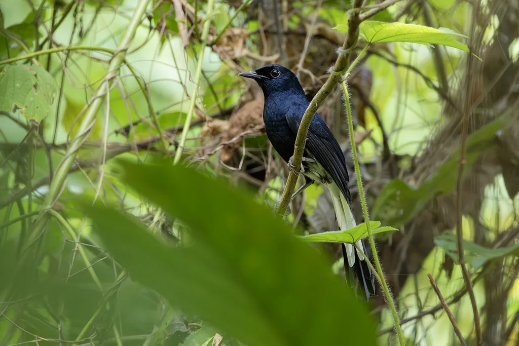 白臀鹊鸲(Copsychus niger)