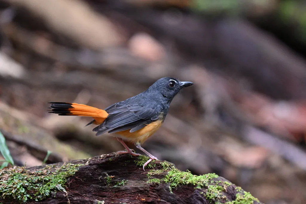 橙尾鹊鸲(Copsychus pyrropygus)