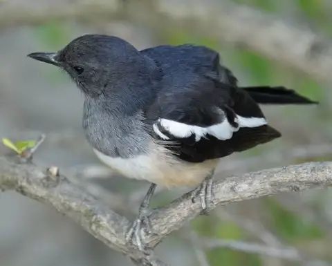 鹊鸲