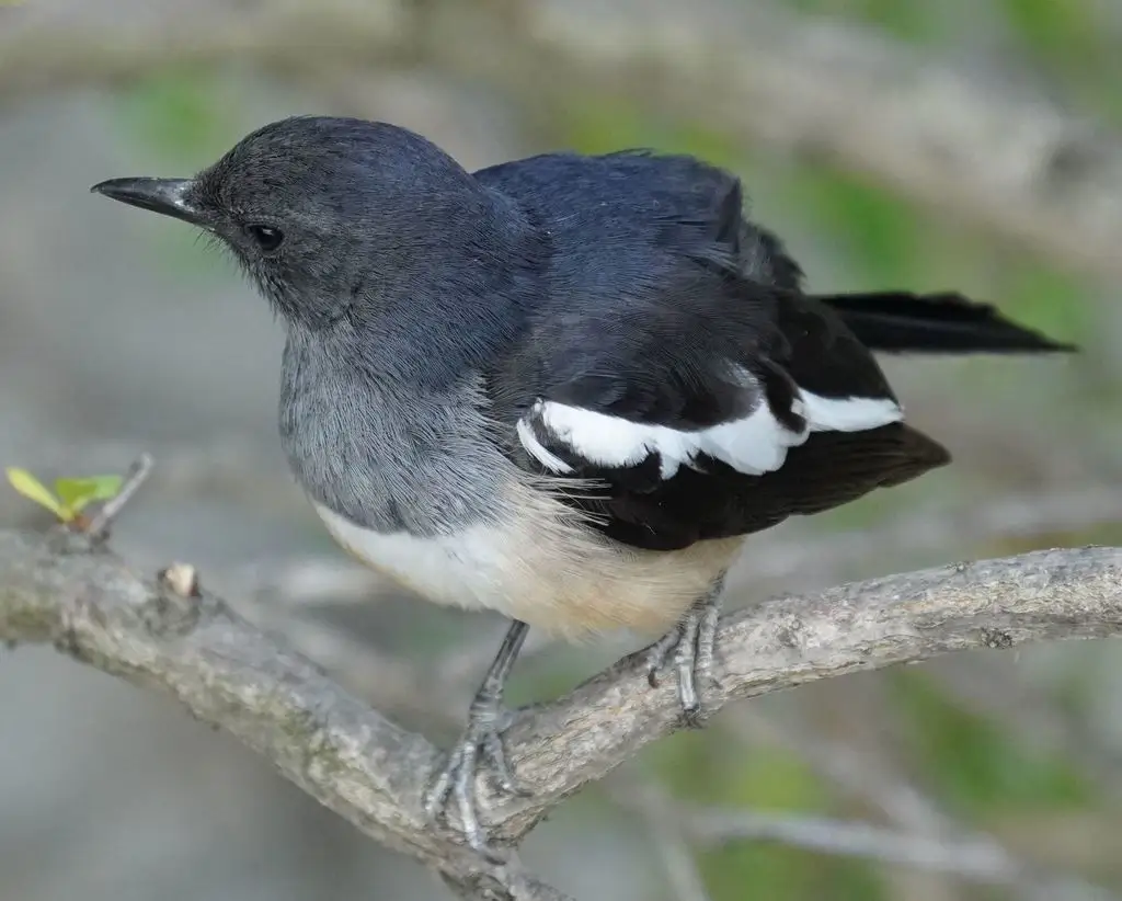 鹊鸲(Copsychus saularis)