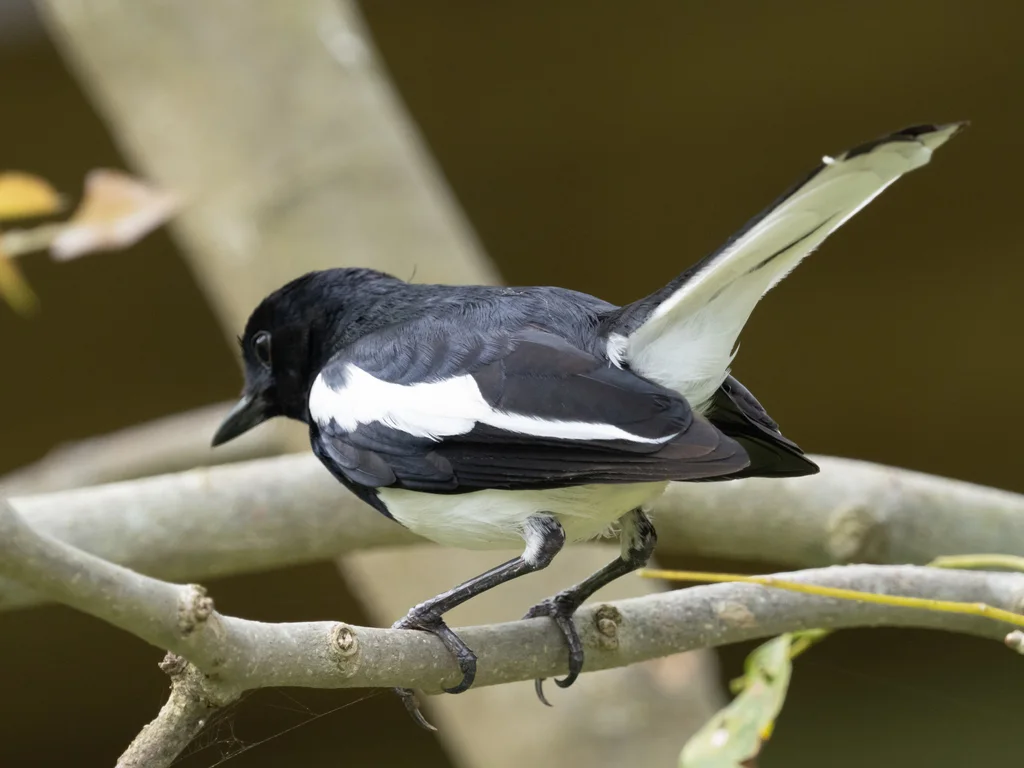 鹊鸲(Copsychus saularis)