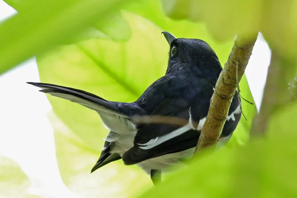 鹊鸲(Copsychus saularis)