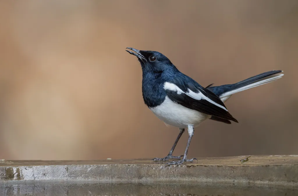 鹊鸲(Copsychus saularis)