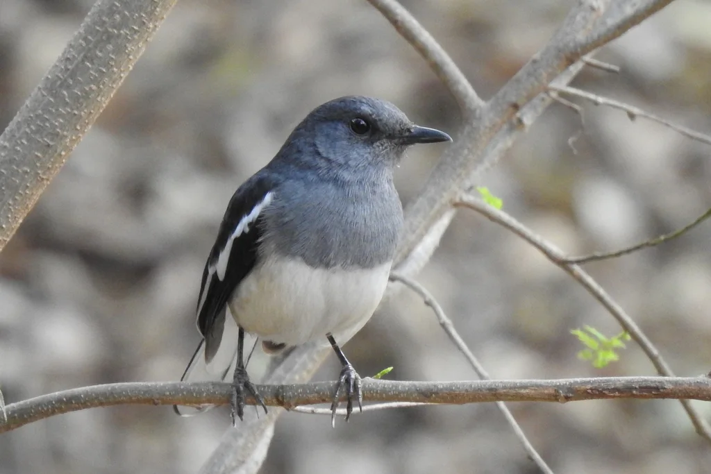 鹊鸲(Copsychus saularis)