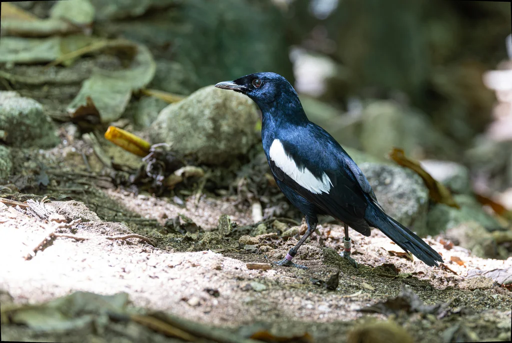 塞舌尔鹊鸲(Copsychus sechellarum)