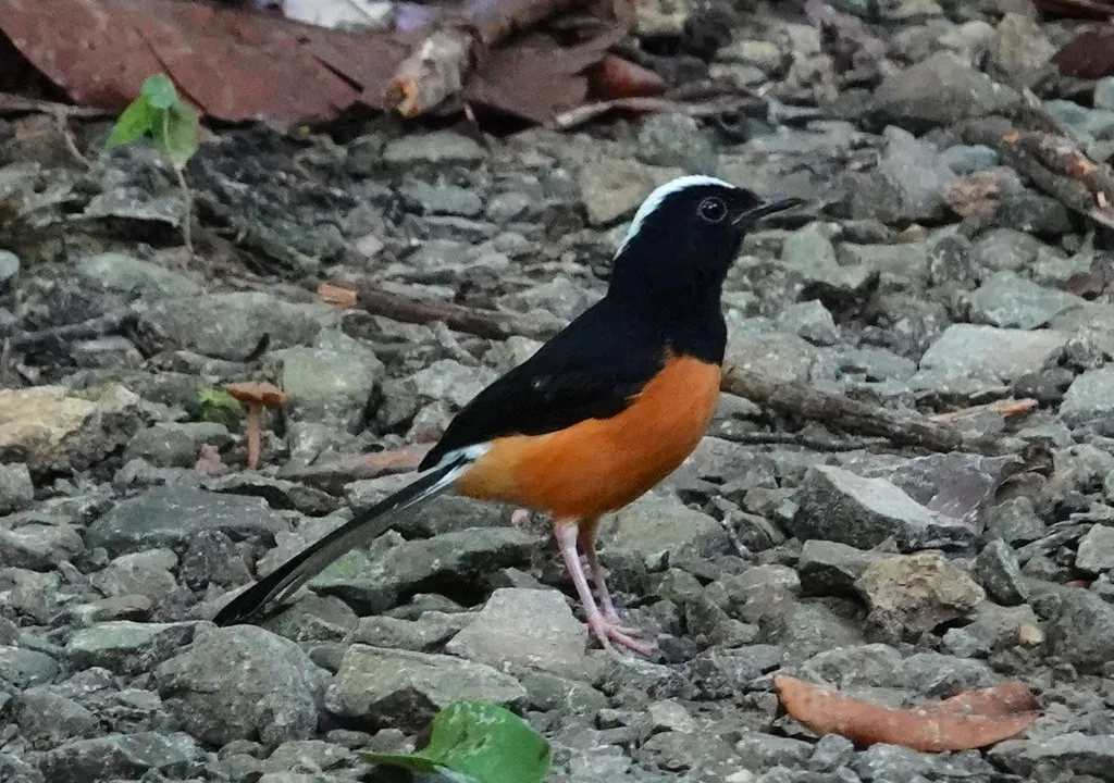 白顶鹊鸲(Copsychus stricklandii)