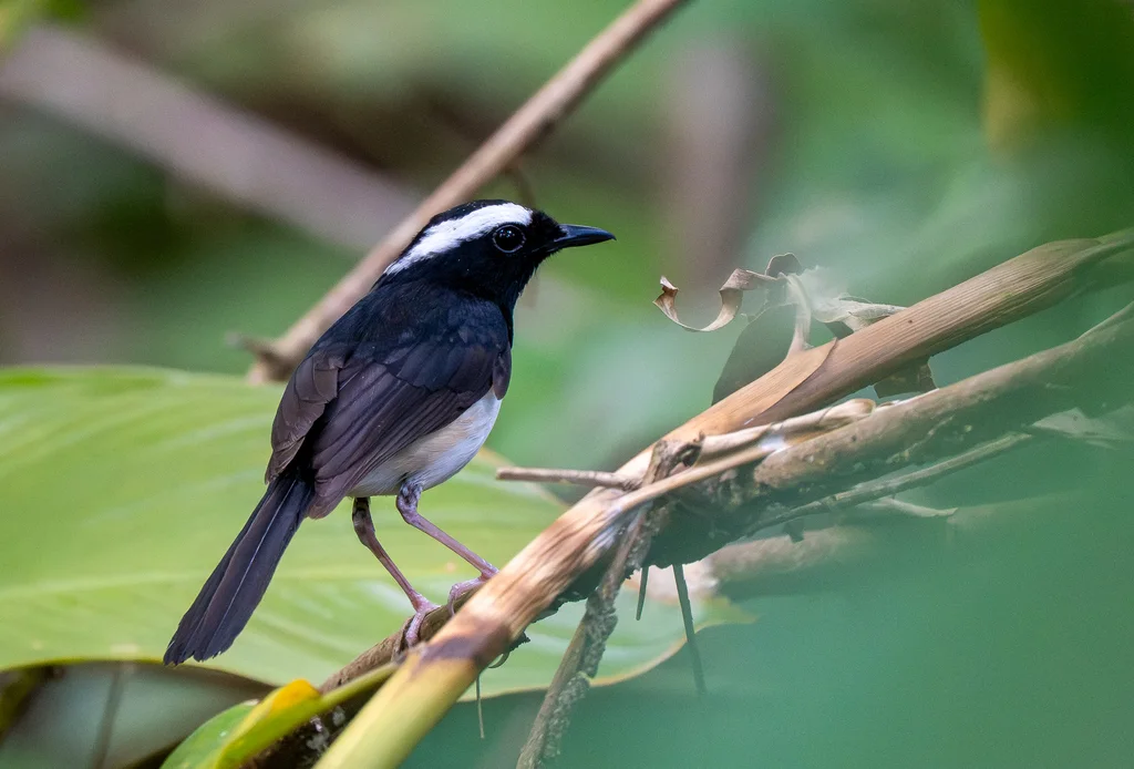 米岛白眉鹊鸲(Copsychus superciliaris)