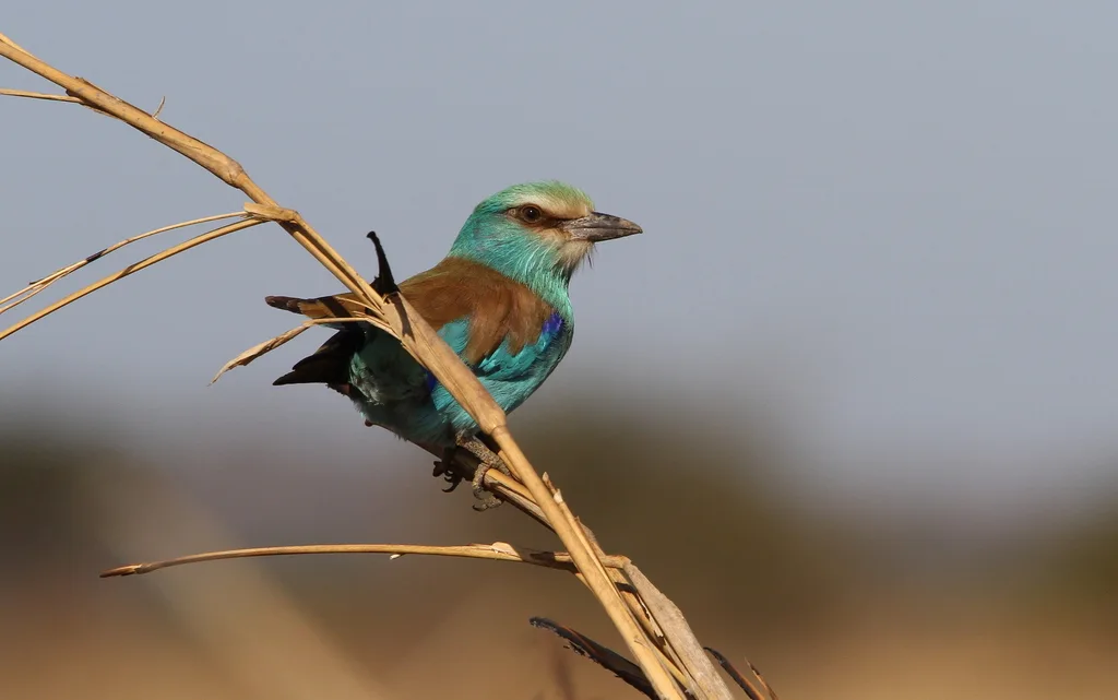 蓝头佛法僧(Coracias abyssinicus)