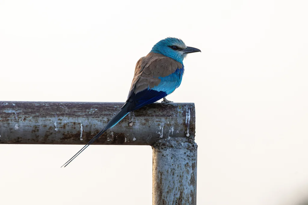 蓝头佛法僧(Coracias abyssinicus)