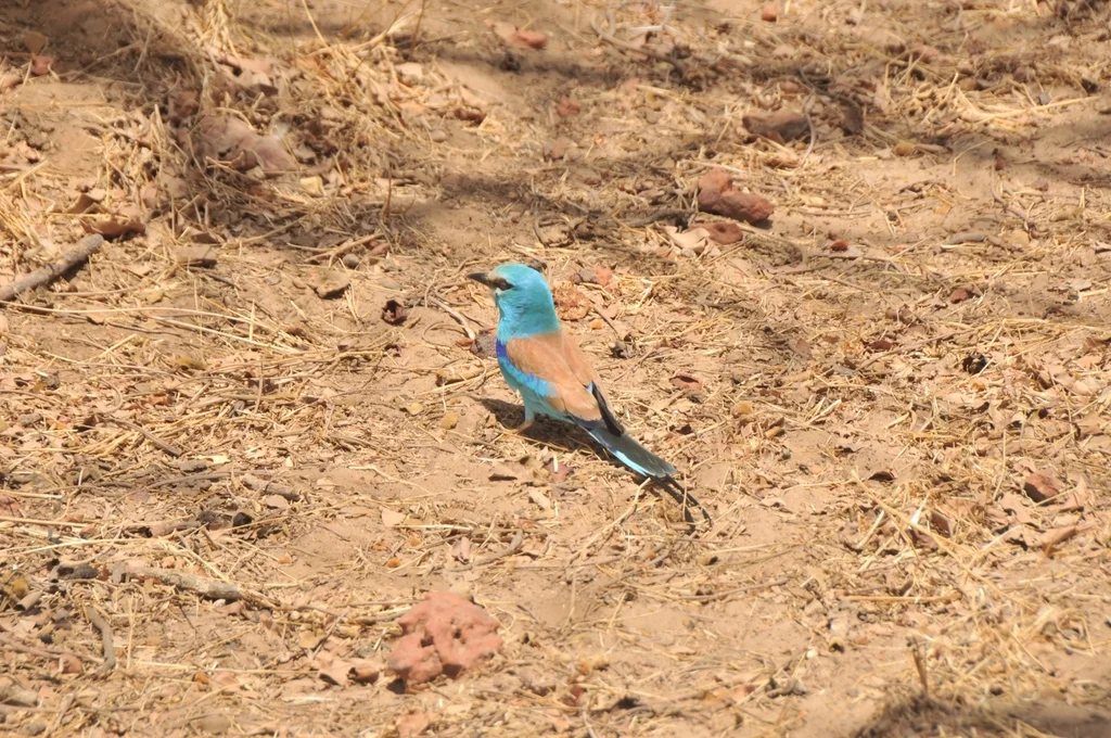 蓝头佛法僧(Coracias abyssinicus)