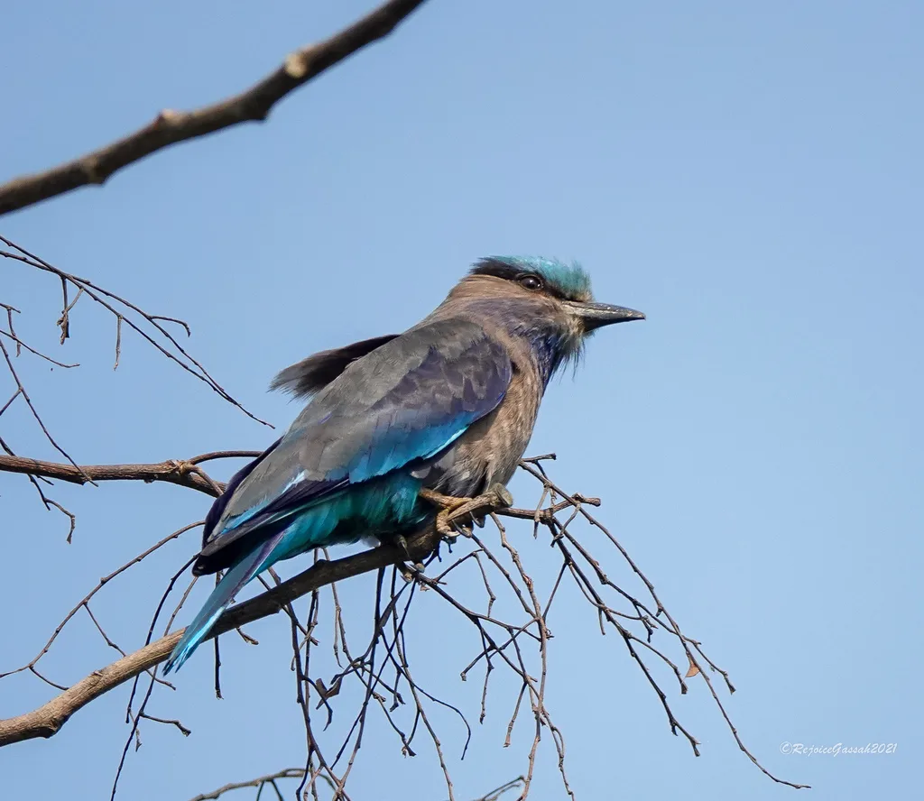 棕胸佛法僧（Coracias affinis）