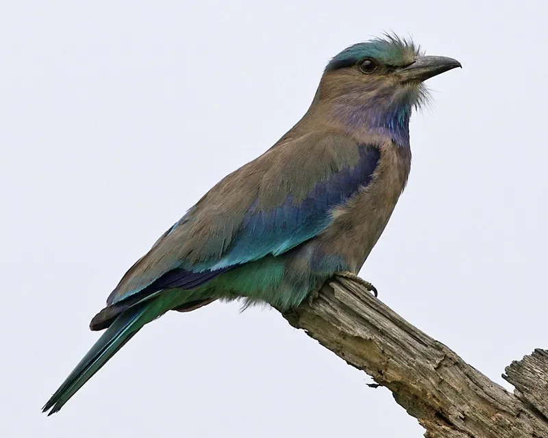 棕胸佛法僧（Coracias affinis）