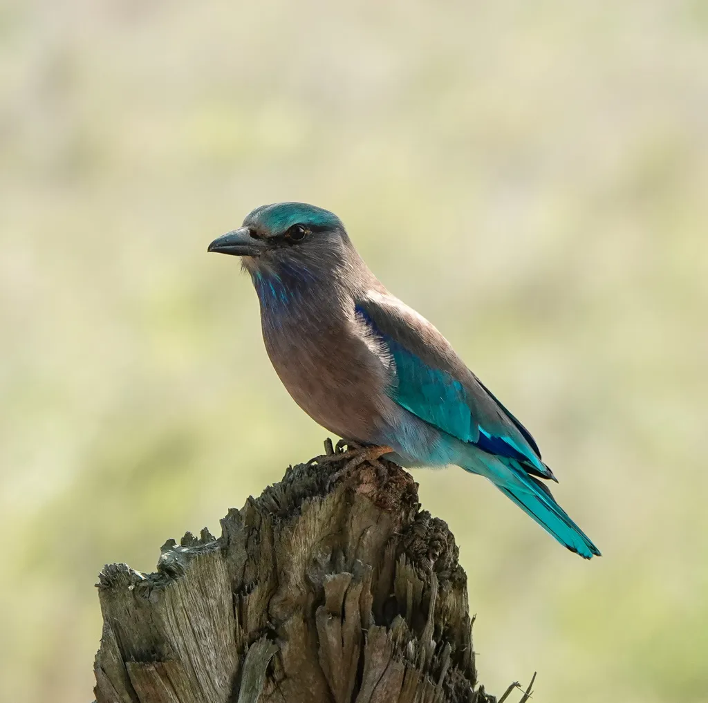 棕胸佛法僧（Coracias affinis）