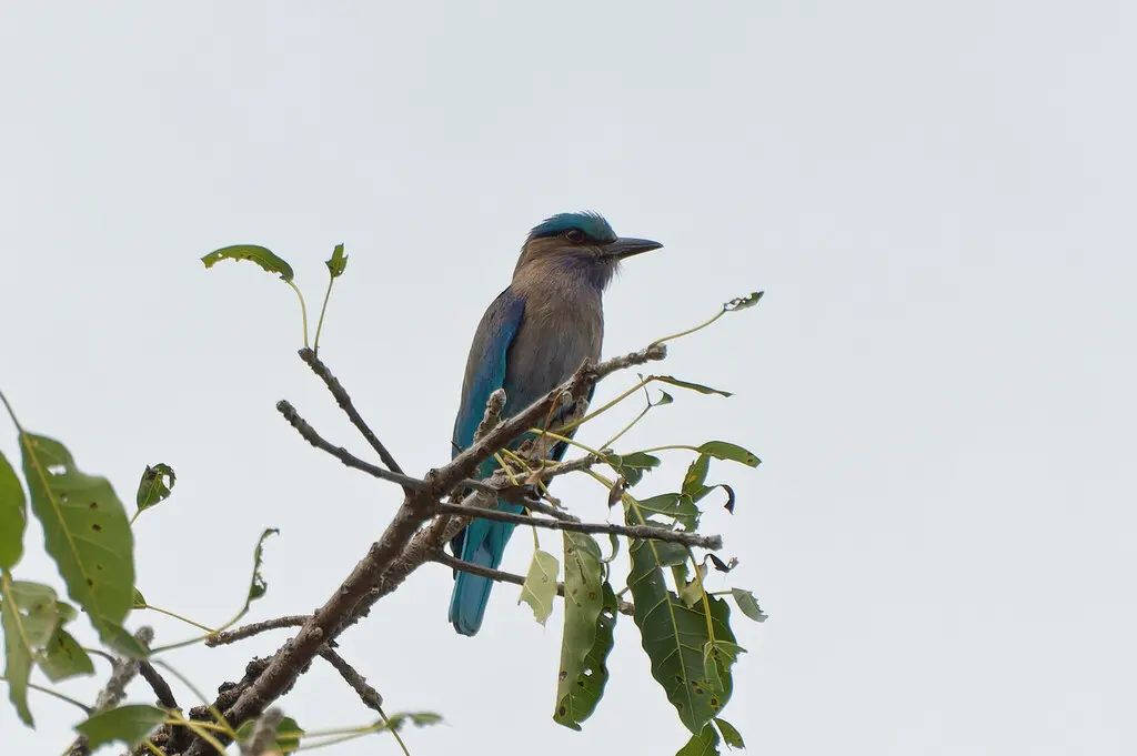 棕胸佛法僧（Coracias affinis）